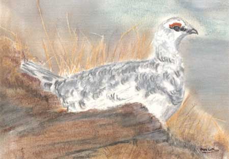 Ptarmigan